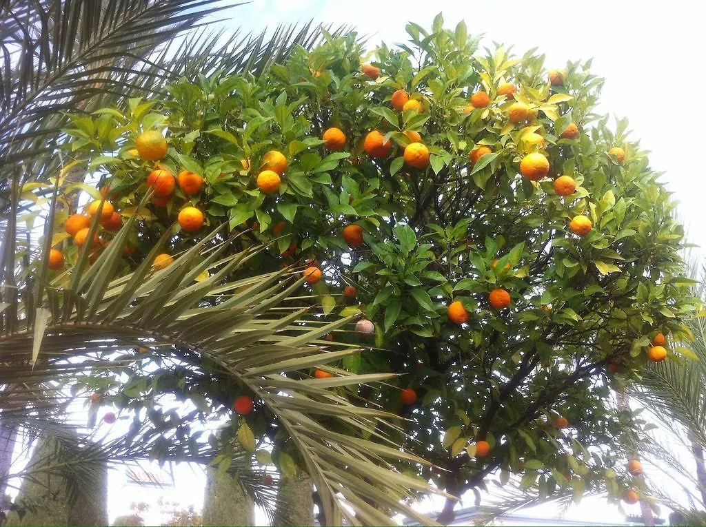 Dominion Apartments Estepona